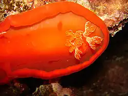 Spanish dancer (Hexabranchus sanguineus), taken at night, Red Sea