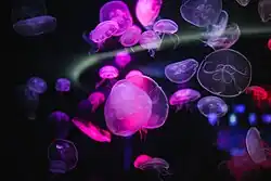 An exhibit featuring a school of glowing jellyfish in the aquarium
