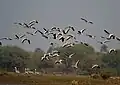 Flying off at Bharatpur, Rajasthan, India.