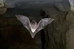 Gray bat