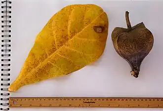 Leaf and fruit