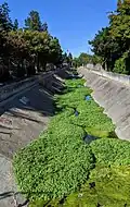 Barron Creek looking downstream from Cowper Street, Palo Alto