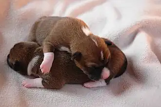 Newborn Basenji puppies