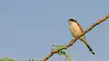 Bay-backed shrike (Lanius vittatus)