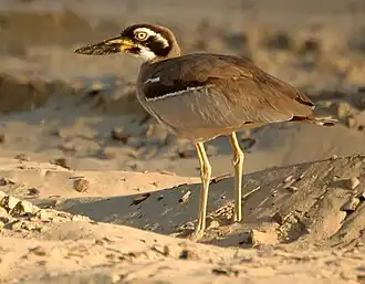 Beach stone-curlew