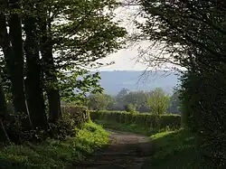 Sarsgrove Wood, which forms part of the family estate, 2012