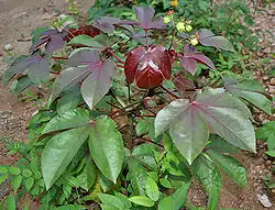 Jatropha gossypiifolia in Hyderabad, India