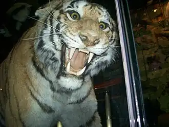 Bengal tiger at the American Museum of Natural History