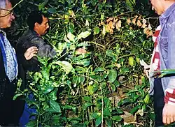 Moroccan etrog is an unbroken heritage appreciated by the worldwide Jewry