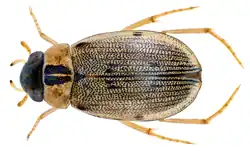 Berosus pulchellus