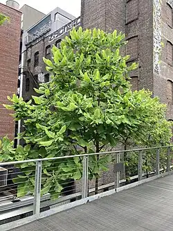 A northerly specimen planted on NYC's Highline.
