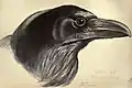 'The raven,' from plate 47 of Birds from Moidart and elsewhere (1895)