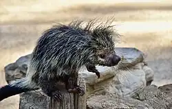 Black and white porcupine