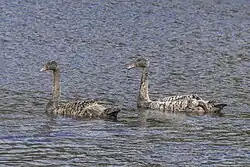 Cygnets, Tasmania