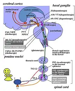 Cartoon depicting pathophysiology