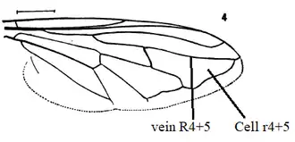 Blera wing veins