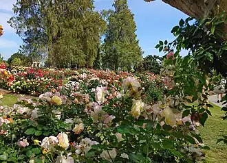 Blooming Roses in April 2022