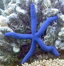 Linckia laevigata, an Ophidiasteridae