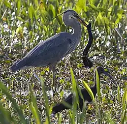 Eating a two toed amphiuma
