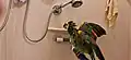 Pet blue fronted amazon inside the shower