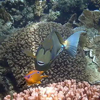 Front view with a multispine damselfish, Norfolk Island