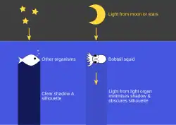 Diagram showing how the light organ in a bobtail squid emits light downwards to obscure its silhouette