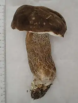 Boletus hiratsukae