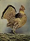 Ruffed Grouse