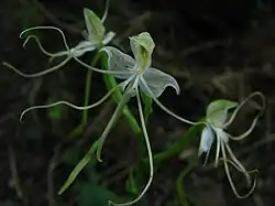 Bonatea polypodantha