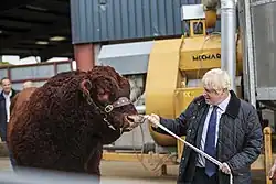 Boris Johnson pulling a cow.
