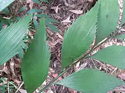 Serrulate margin of the pinnae on a wild plant of Bowenia Lake Tinaroo form, at Lake Tinaroo, Atherton Tableland, Queensland, Australia