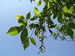 Leaves and fruit