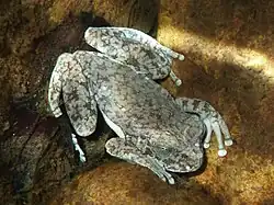 Bokermannohyla pseudopseudis underwater photo in a tributary stream of the River Plate.