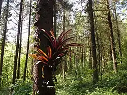 Epiphytic bromeliaceae