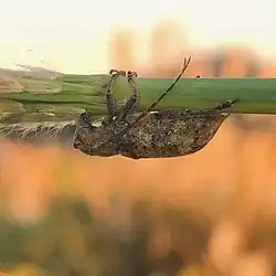 A brown-spotted longicorn beetle holding on to a blade of grass