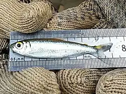 An image of Bryconops alburnoides laid out on top of a ruler, showing that its length is 7 cm from head to tail-tip.