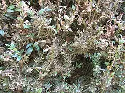 Detail of the defoliation.