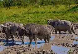 Buffaloes at the Lake Mburo National Park.jpg