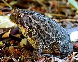 Closeup of the Eastern American toad