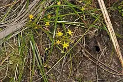 A photograph of soil and some plants, which is also the natural habitat of Bulbinella modesta.