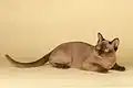 Burmese