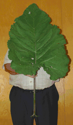A 180 cm (5 ft 11 in) tall man holding a leaf