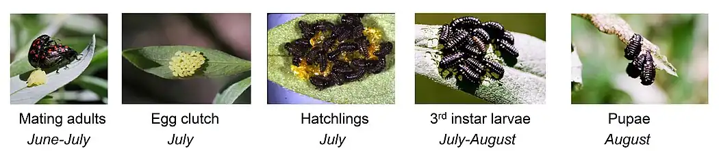 Summer life stages in montane California.