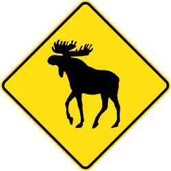 Moose crossing
