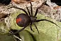 A redback spider in its web on a leaf. It has a short, wide abdomen with a red mark on it. The rest of the spider is black.