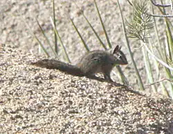 Brown chipmunk