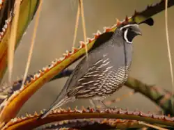 A stout patterned gray bird with a black tuft perched on a palm tree branch