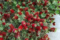 Callistemon "Little John" or dwarf bottlebrush - a Callistemon cultivar