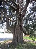 Tree in McMinnville, Oregon