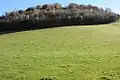 A grassy hill topped by an autumnal wood of various trees.